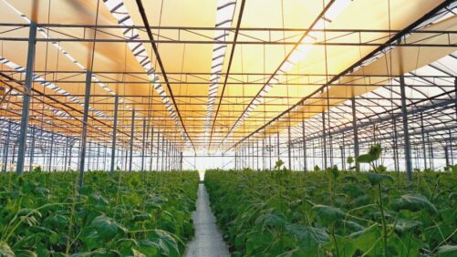 Nanotechnology: Coming to a Greenhouse Near You