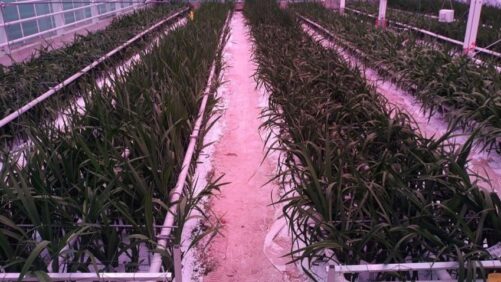 Why Saving Energy in the Greenhouse Can Also Affect Natural Enemies