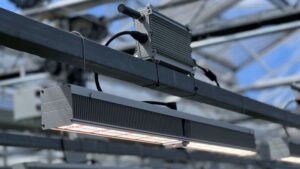 How Light Intensity and Spectrum Differ When Applied to Plants