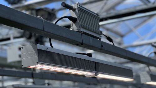 How Light Intensity and Spectrum Differ When Applied to Plants