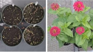 How Disinfesting Your Soil May Reduce Pathogens in Specialty Cut Flowers