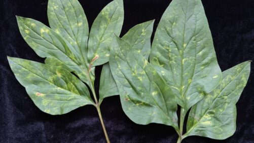 Don’t Get Rattled By This Plant Virus