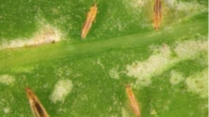 There’s a New Resource for Thrips and Botrytis Information