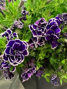 Petunia ‘Frosted Sapphire Bliss’ (Ball FloraPlant)