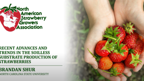 Trends in the Soilless Substrate Production of Strawberries (Video)