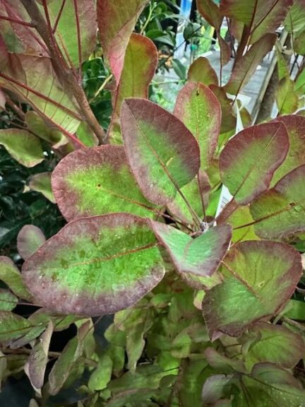 Cotinus coggygria ‘Old Fashioned’ (Youngblood Nursery/Concept Plants)