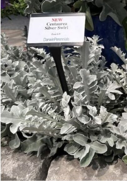 Centaurea ‘Silver Swirl’ (Darwin Perennials)