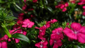 Dianthus Adds Volume to Cut Flower Arrangements