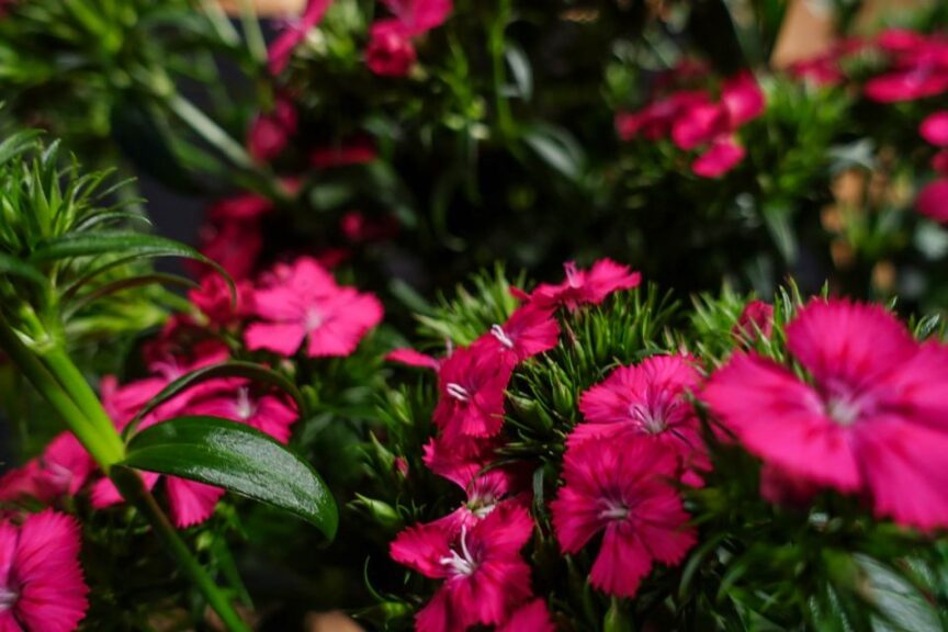 Dianthus Adds Volume to Cut Flower Arrangements