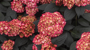New Hydrangea Was the Crowd Favorite at the Farwest Show