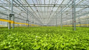 Gotham Greens Opens Second Colorado Greenhouse, and It’s a Big One