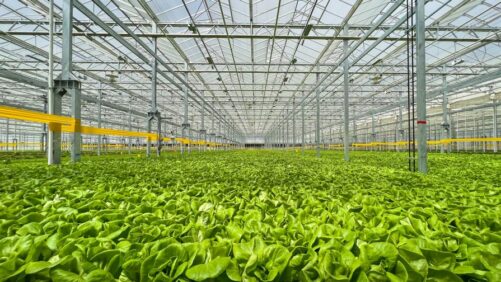 Gotham Greens Opens Second Colorado Greenhouse, and It’s a Big One
