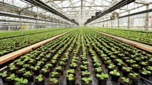 Real-time Greenhouse Sensors Can Reduce Crop Loss