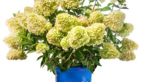 15 Favorite Plants and Products Garden Retailers Spotted at Farwest 2023