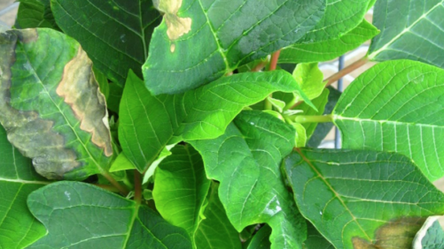Monitoring Leaf and Stem Disorders in Poinsettias