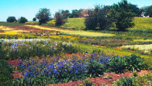 Reflections on the 70-Year History of the Midwest Natural Garden