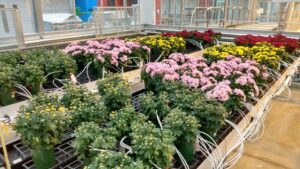 Protecting Your Chrysanthemum Crops from Thrips Parvispinus