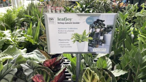 Fessler Nursery Forms Houseplant Partnership With The Plant Company
