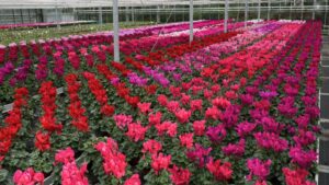 Highlights From Greenhouse Grower’s August 2023 Issue