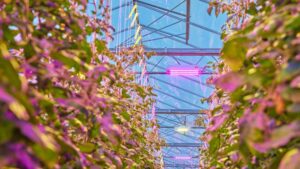 Save on Greenhouse Energy Costs with Dynamic Lighting