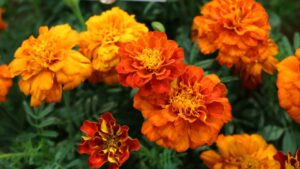 Pros and Cons of Four Types of Plant Breeding