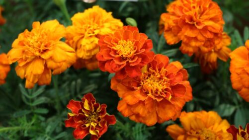 Pros and Cons of Four Types of Plant Breeding