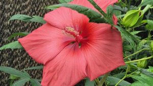 A New Frontier in Hardy Hibiscus Breeding