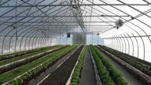 How Your Growing Media May Affect Water and Nutrient Management