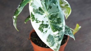 Variegated Frydek Elephant Ear Wins Best in Show Award at Farwest Show