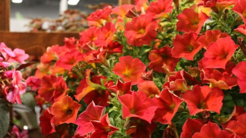 Highlights from the New Varieties Zone at Cultivate’23