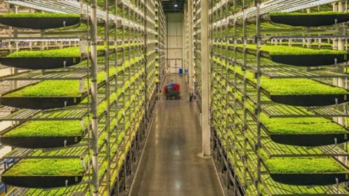 AeroFarms Emerges From Chapter 11 With New Profitability Plan