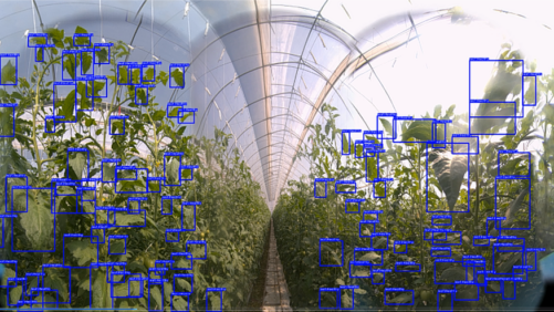 Computer Imaging For Early Detection of Greenhouse Diseases