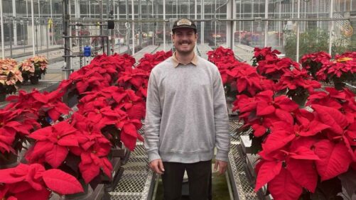 How Aging Wood Fiber Can Alleviate Phytotoxic Effects in Plant Substrates