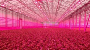 Deciding on the Best Lighting System for Your Greenhouse? Here’s a Helpful Tool