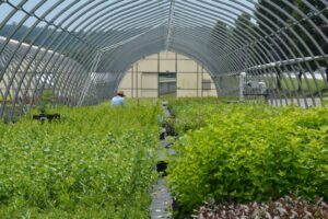 Quality Greenhouses DSC 1839