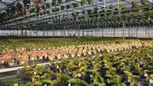 How the Top 100 Growers Adapt and Evolve to Market Pressures
