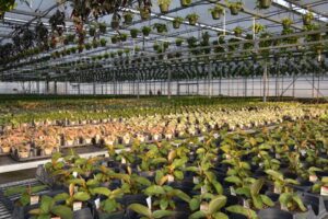Take a Virtual Tour of Quality Greenhouses and Perennial Farm