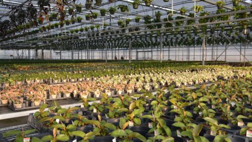 Highlights From Greenhouse Grower’s September 2023 Issue