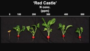 How Mineral Nutrition Impacts Indoor-Grown Radishes