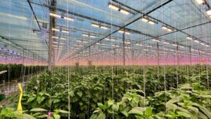 Sollum Technologies Announces New Research Partnership Program to Advance Horticultural Lighting Science