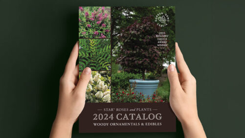 Star Roses Releases 2024 Woody Ornamentals & Edibles Catalog