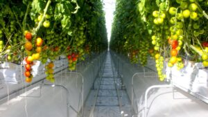 Sanitation Tips for Greenhouse Vegetable Growers