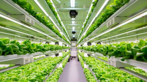 South Carolina Women’s Prison Brings Vertical Farm to Inmates