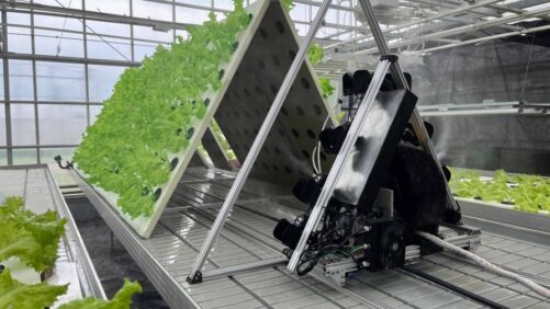 New Leafy Greens Cultivation Platform Coming Soon