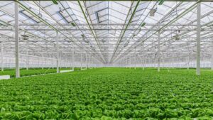 Gotham Greens Expands Into Southeast With New Georgia Greenhouse