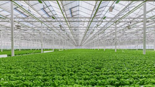 Gotham Greens Expands Into Southeast With New Georgia Greenhouse