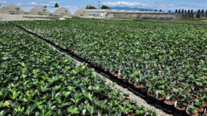 Smith Gardens Assumes Operations of Skagit Horticulture