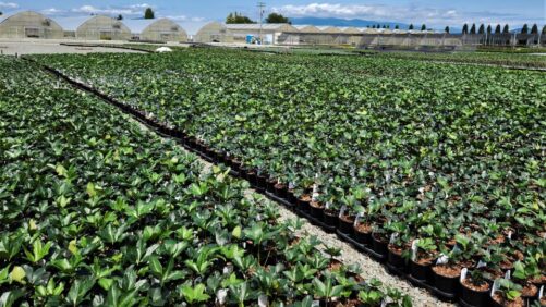 Best Practices for Hybrid Hellebore Production