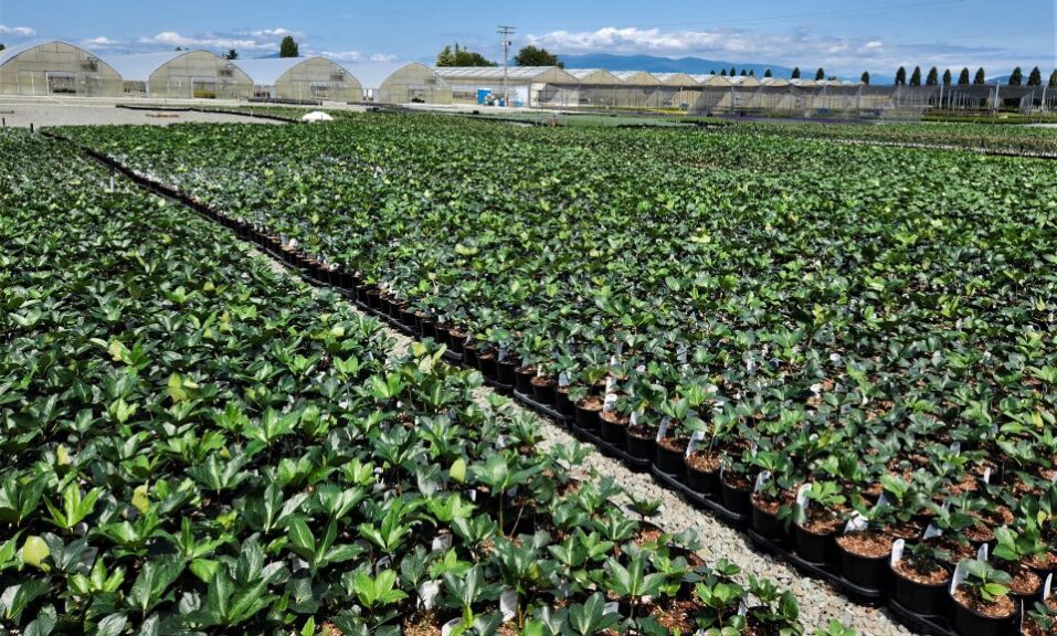 Best Practices for Hybrid Hellebore Production