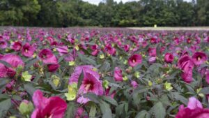 Trends and Hot Sellers in Perennials for Pollinators